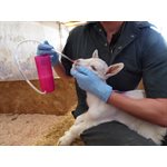 Rehydrateur agneau et chèvre Trusti Tuber