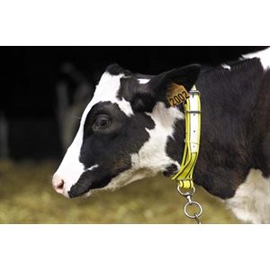 cow collar