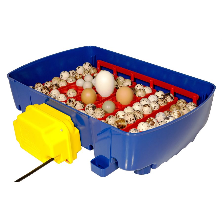 Incubator Real 24 Automatic Ukal Canada