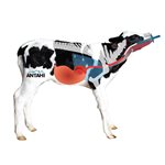 Rehydrateur Flexi Tuber complet avec attache