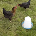 CHICK'A Poultry Feeder - Mountain Style- 5 kg